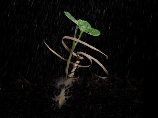 close up of the self-drilling seed carrier in the rain after it has germinated