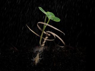 close up of the self-drilling seed carrier in the rain after it has germinated