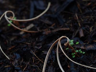 Researchers in CMU's Human-Computer Interaction Institute engineered a biodegradable seed carrier, fashioned from wood veneer, that could enable aerial seeding of difficult-to-access areas.